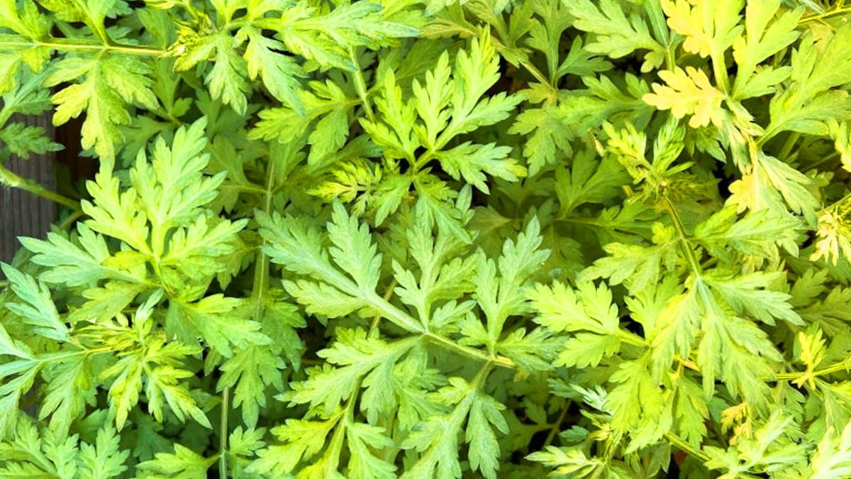 “흔하게 보이던 그놈!” 알고 보니 노벨상까지, ‘개똥쑥’의 숨겨진 놀라운 효능