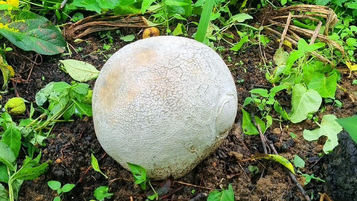 수천만 원 가치? 댕구알버섯, 국내서 발견된 초희귀 자연 버섯의 정체