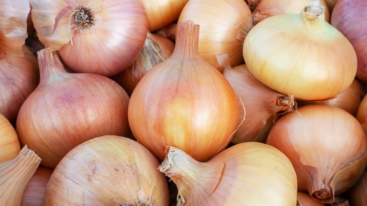 “이런 방법이 있었다고?”… 쉽게 물러지는 ‘양파’, 이 방법으로 보관했더니 더 오래가요!