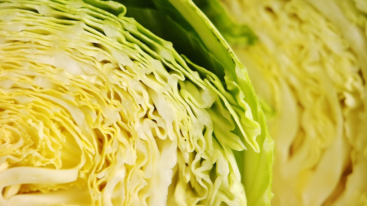 양배추 단면 양배추 단면