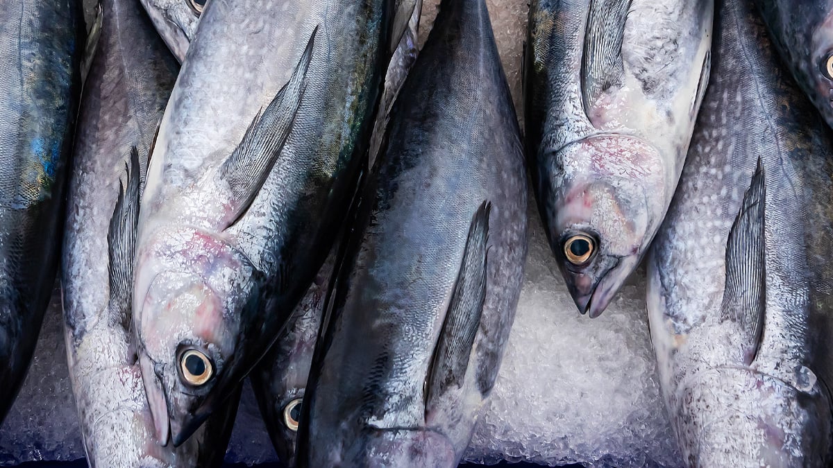 고등어 먹을 때 피해야 할 음식 3가지, 속 불편했다면 이 음식 때문일 수 있습니다