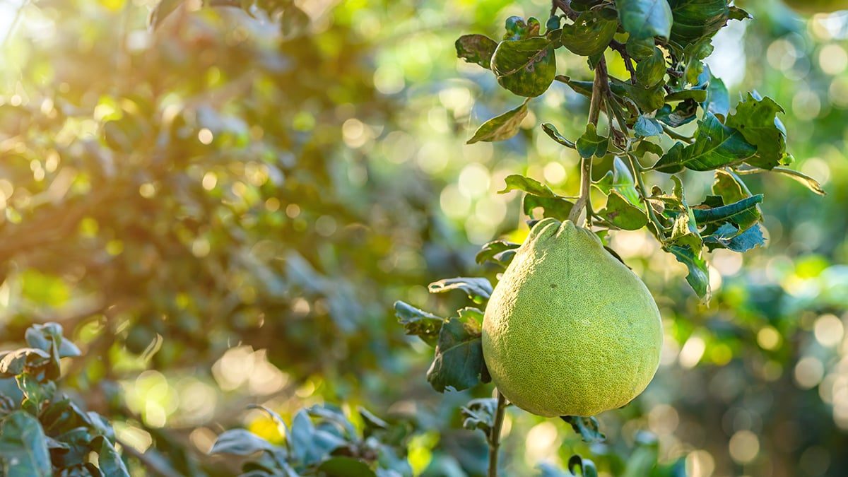 “좋다고 먹었는데 건강 위협”… 약 복용 시 반드시 피해야 하는 ‘이 과일’