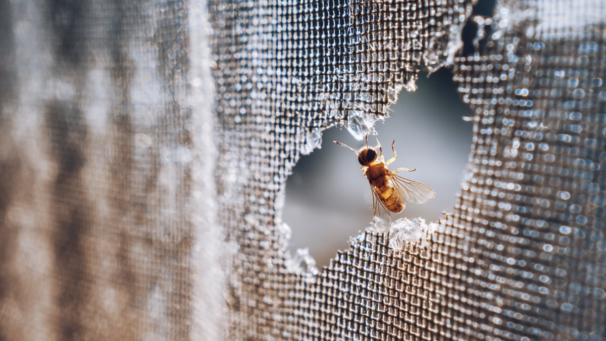 찢어진 방충망 사이로 들어오는 벌레 이미지