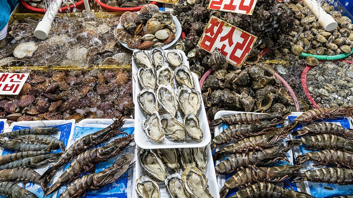 “서양에선 1개에 수만 원?” 전 세계가 탐내는 ‘굴’, 왜 한국만 싸게 먹을까?