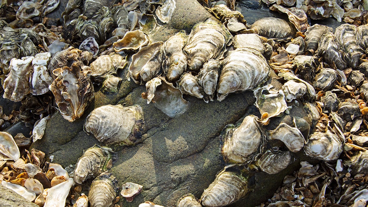 바위에 붙은 굴