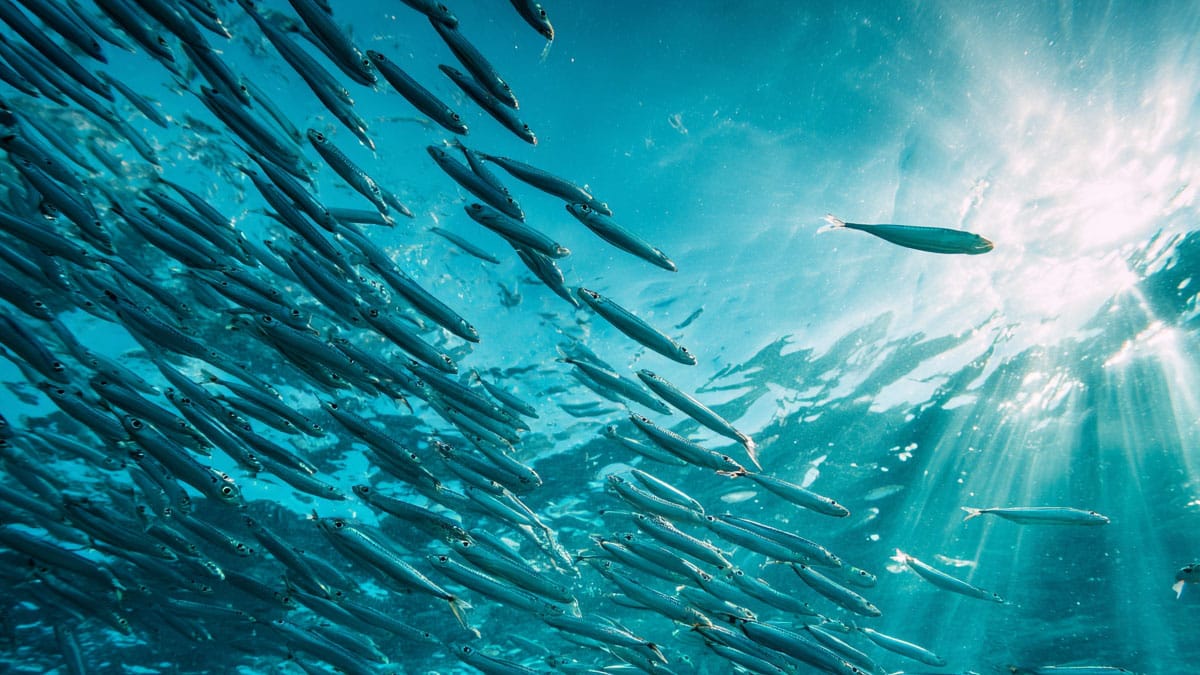 ‘칼슘의 왕’이라며 매일 먹는 ‘이 음식’, 뼈 건강 망치는 숨겨진 함정 있다