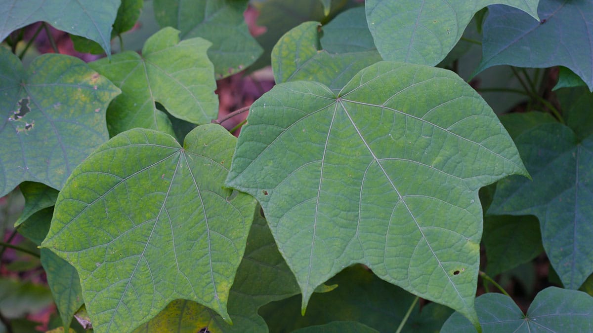 박쥐나무 순 박쥐나무 순