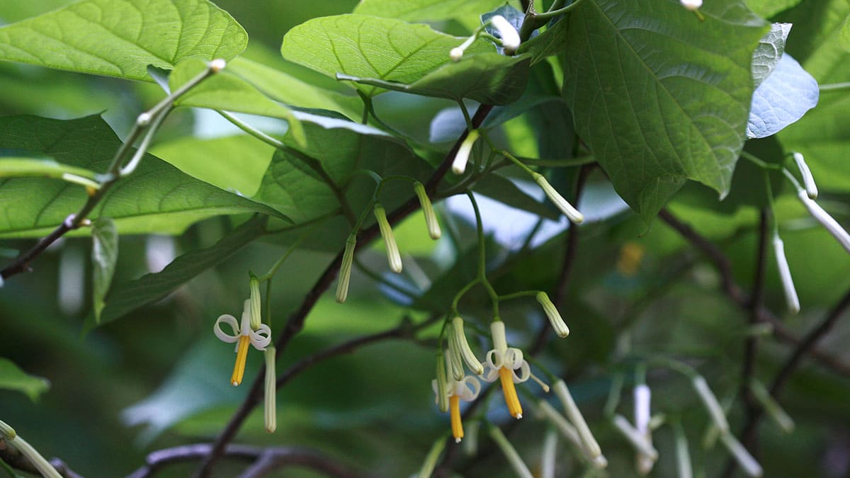 박쥐나무 순 박쥐나무 순