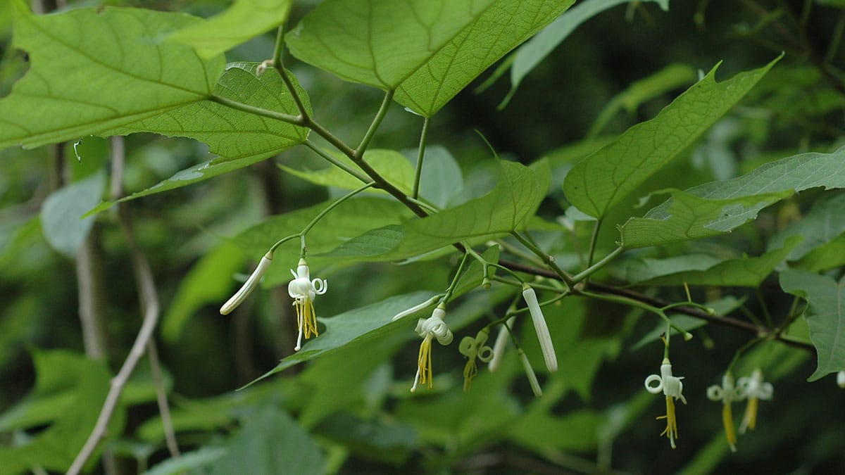 박쥐나무 순 박쥐나무 순