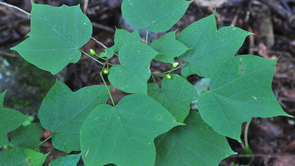 박쥐나무 순 박쥐나무 순