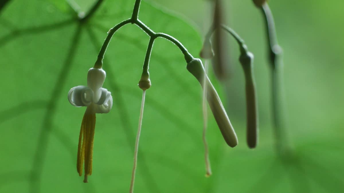 박쥐나무 순 박쥐나무 순