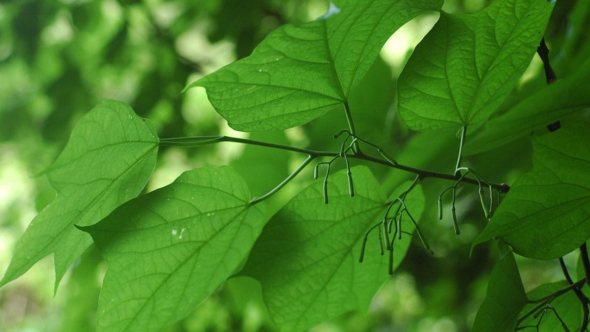 박쥐나무 순 박쥐나무 순