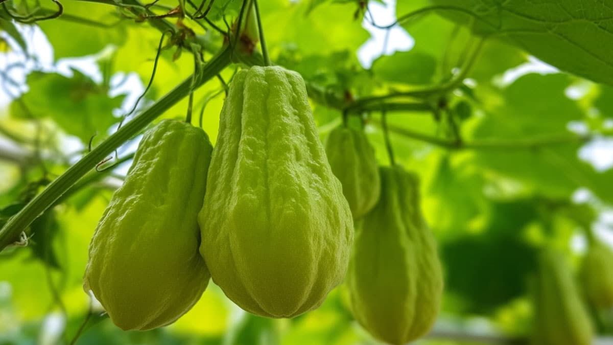 “너 이거 뭔지 알아?”… 보기엔 낯선데 오이·애호박의 좋은 성분만 모였다는 채소