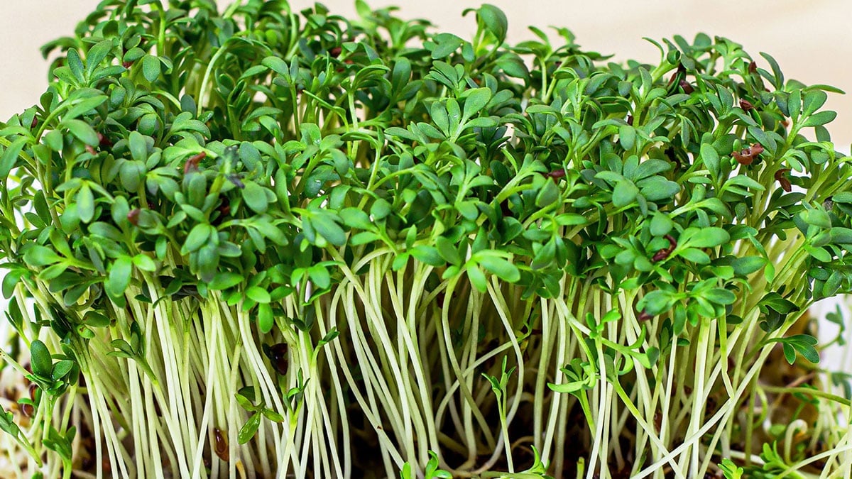 천 원짜리 ‘식재료’ 하나로 숙취부터 피부까지 챙긴다는 놀라운 효능