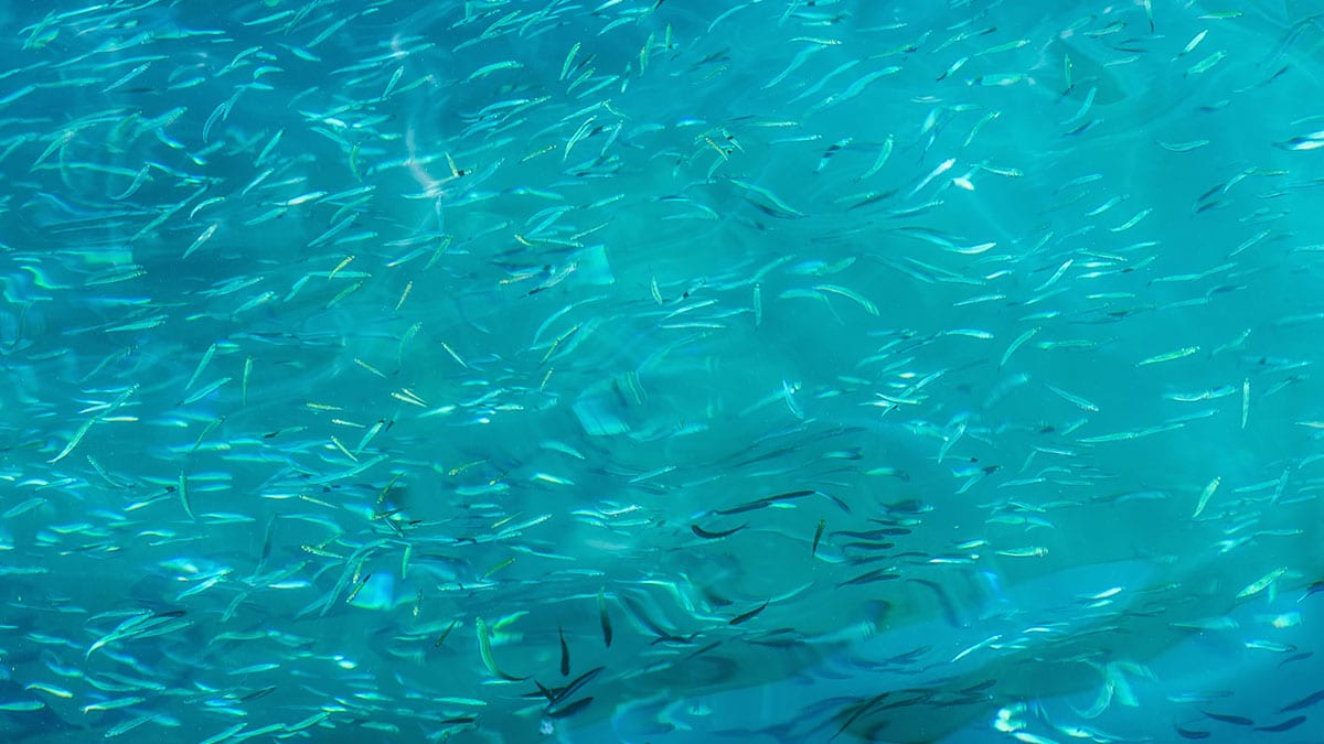 “제철이라 더 위험합니다” 잘못 먹으면 독이 될 수 있는 ‘이 생선’