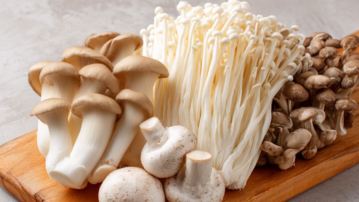 “다 같은 버섯이 아니다?”… 다이어트엔 ‘이것’, 면역엔 ‘저것’, 제대로 먹는 법
