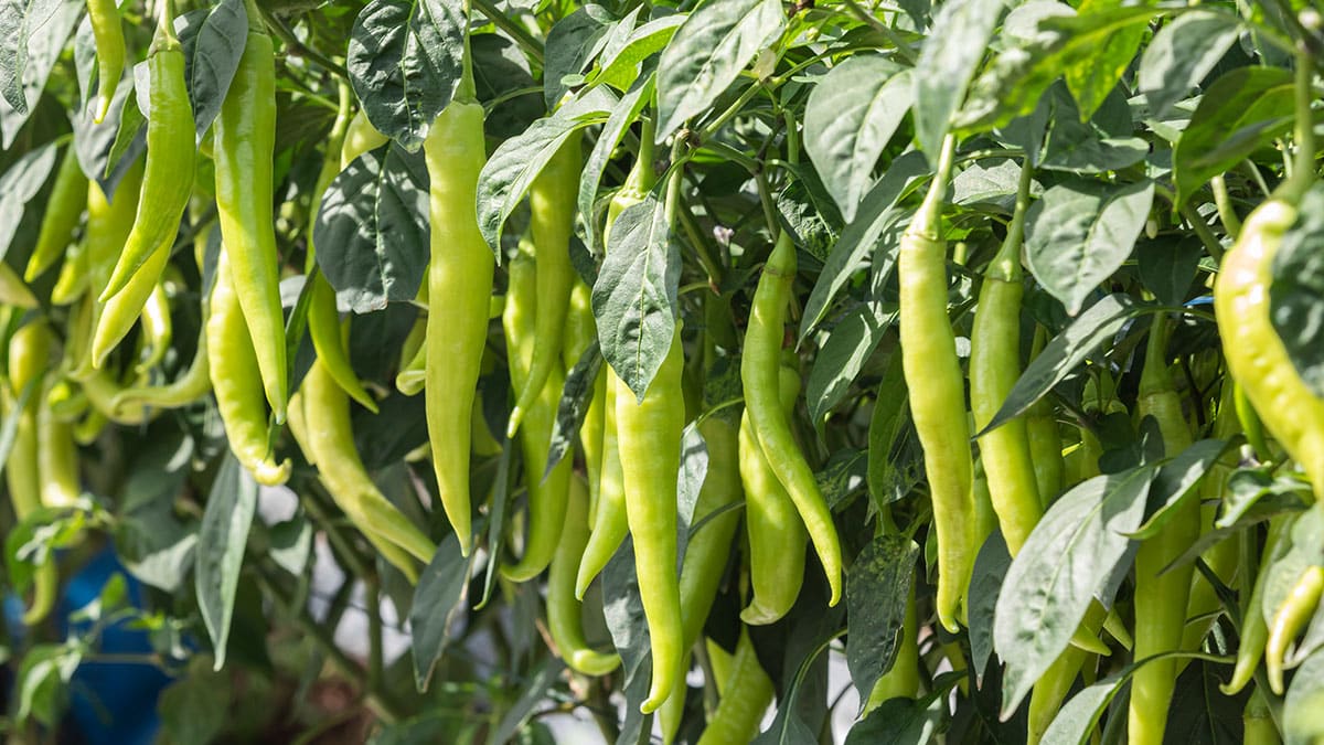 “맛있게 먹었는데 왜 속이 쓰리지?”… 이 조합은 꼭 피하세요