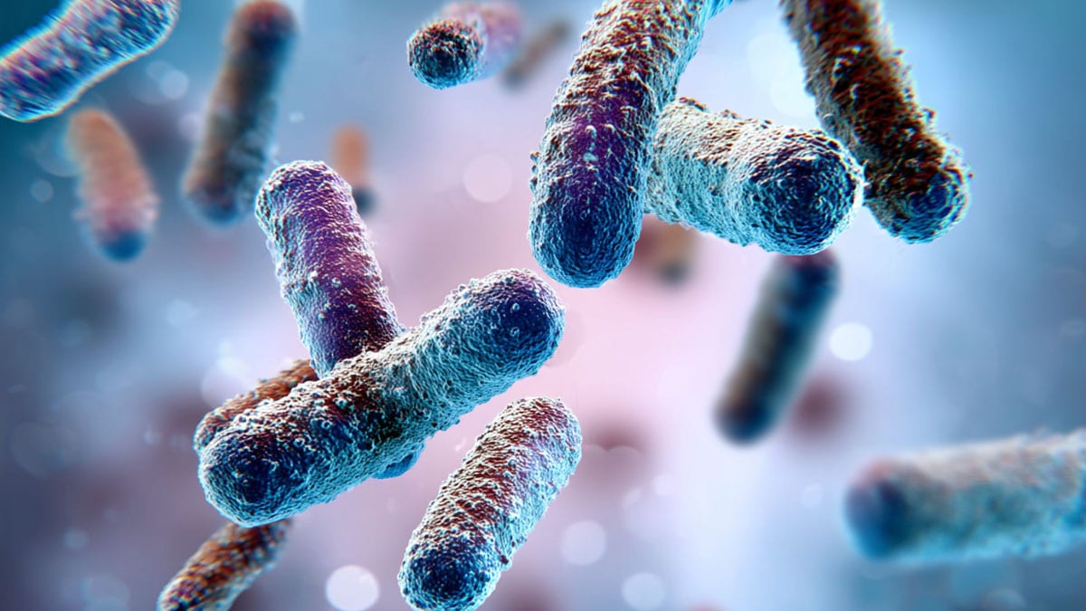 비피도박테리움