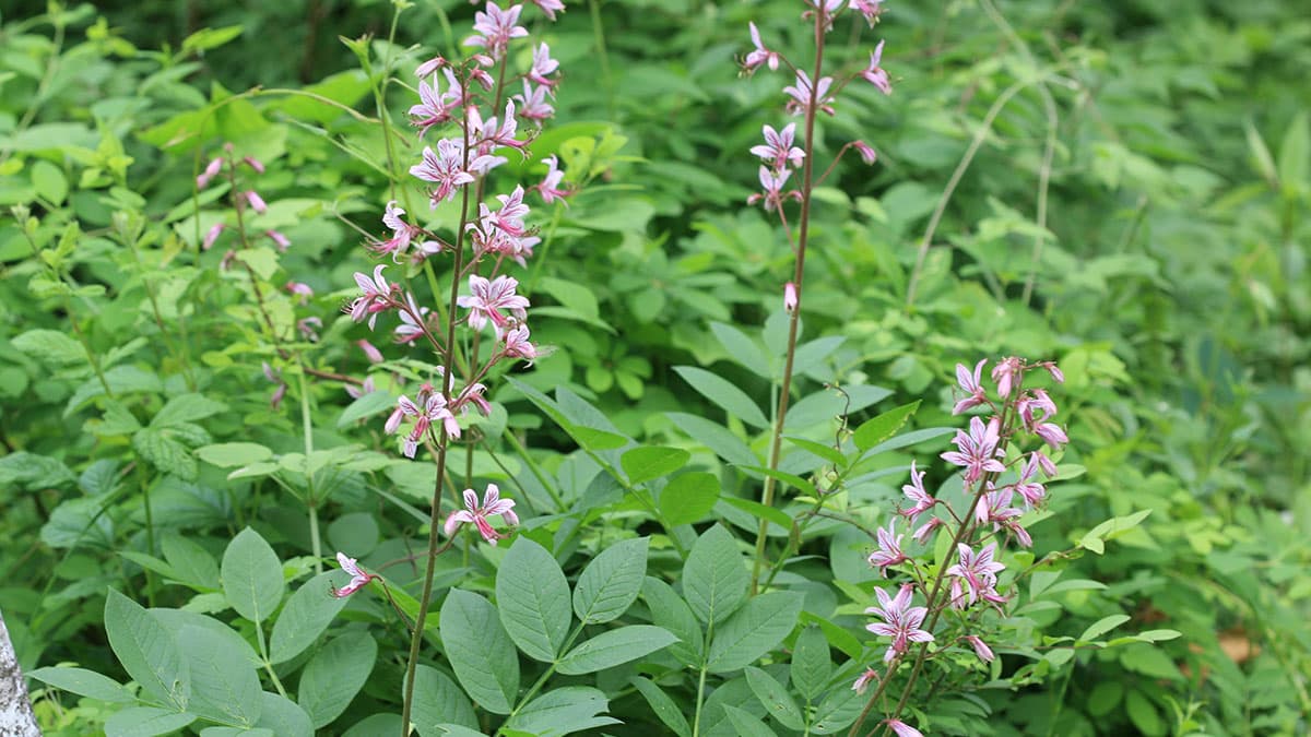 수천만 원에 거래되던 약초… 만병통치약으로 알고 있던 ‘봉삼’의 실체