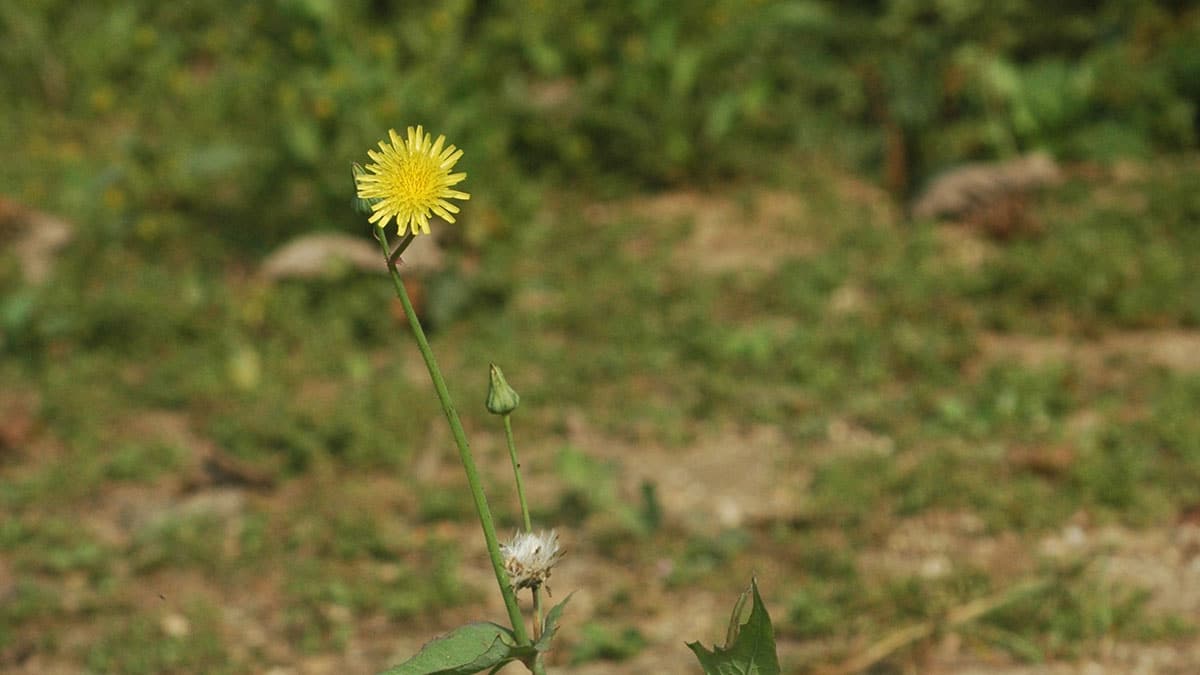 방가지똥 방가지똥