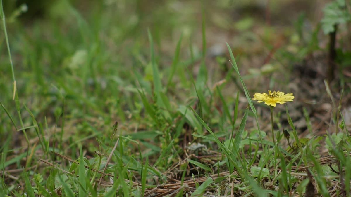 방가지똥 방가지똥