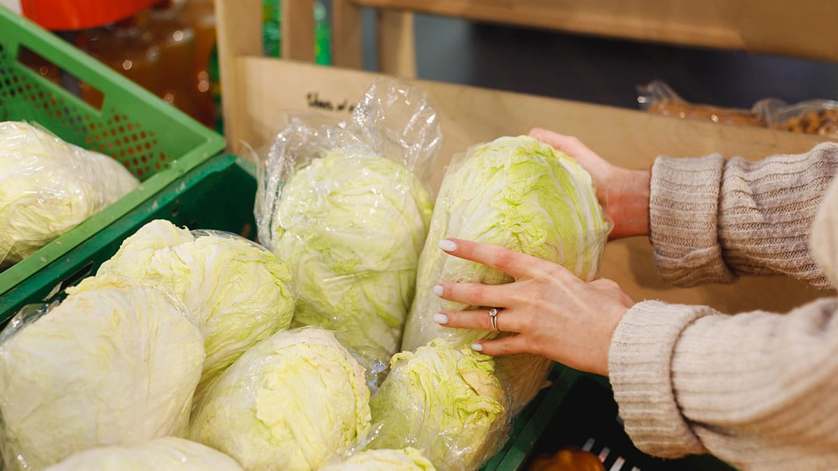“포기당 7천 원 시대”… 폭염·폭우에 배추값 급등, 김치 식탁 위기