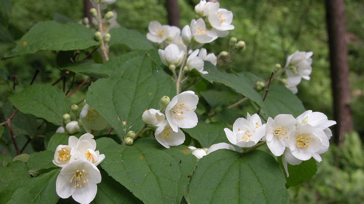 “산에서 오이 향이?” 오이나무라 불리는 ‘고광나무 순’의 숨겨진 비밀과 효능까지