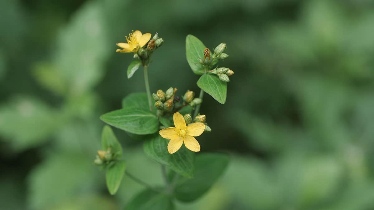 고추나물 고추나물