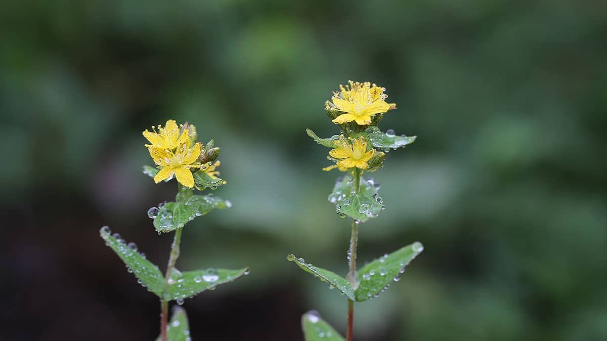 고추나물 고추나물