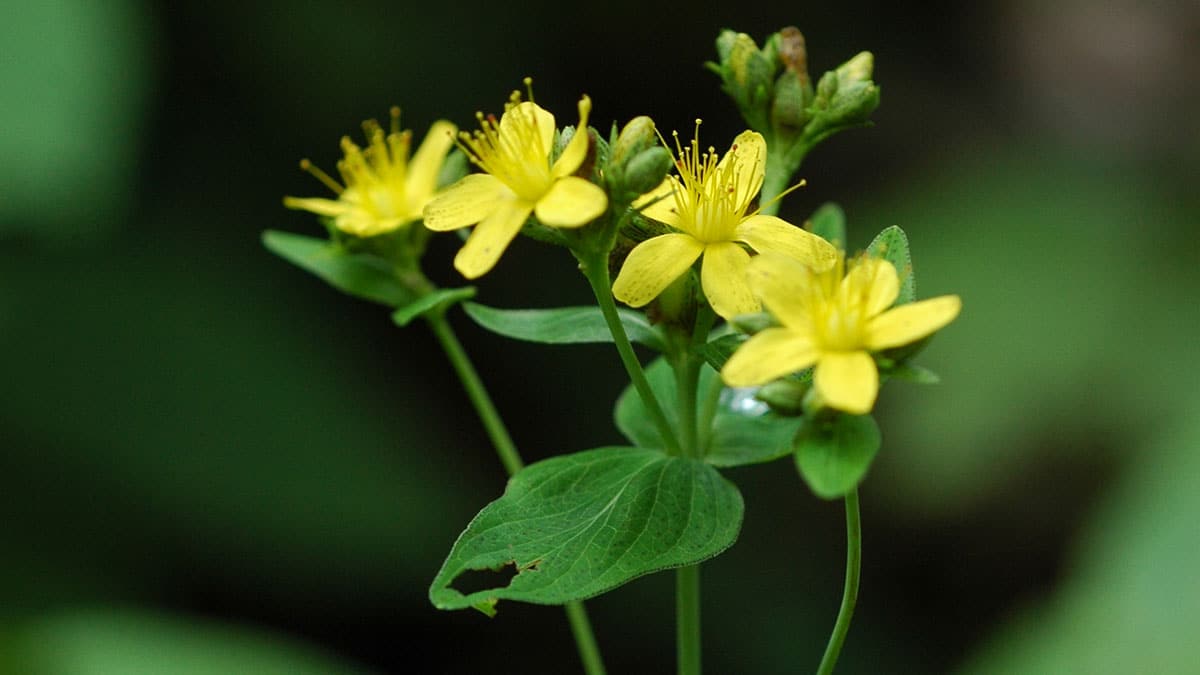 고추나물 고추나물