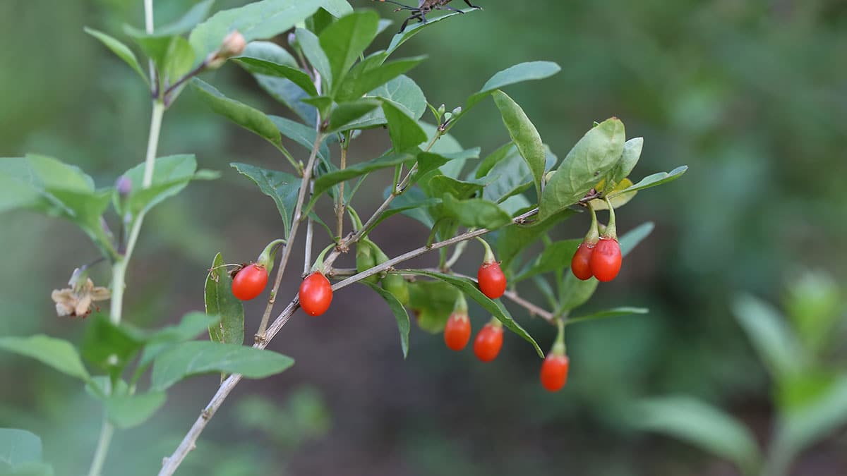 “진시황도 찾았던 불로초”… 간 건강·노화 방지 돕는 ‘구기자’의 과학적 효능