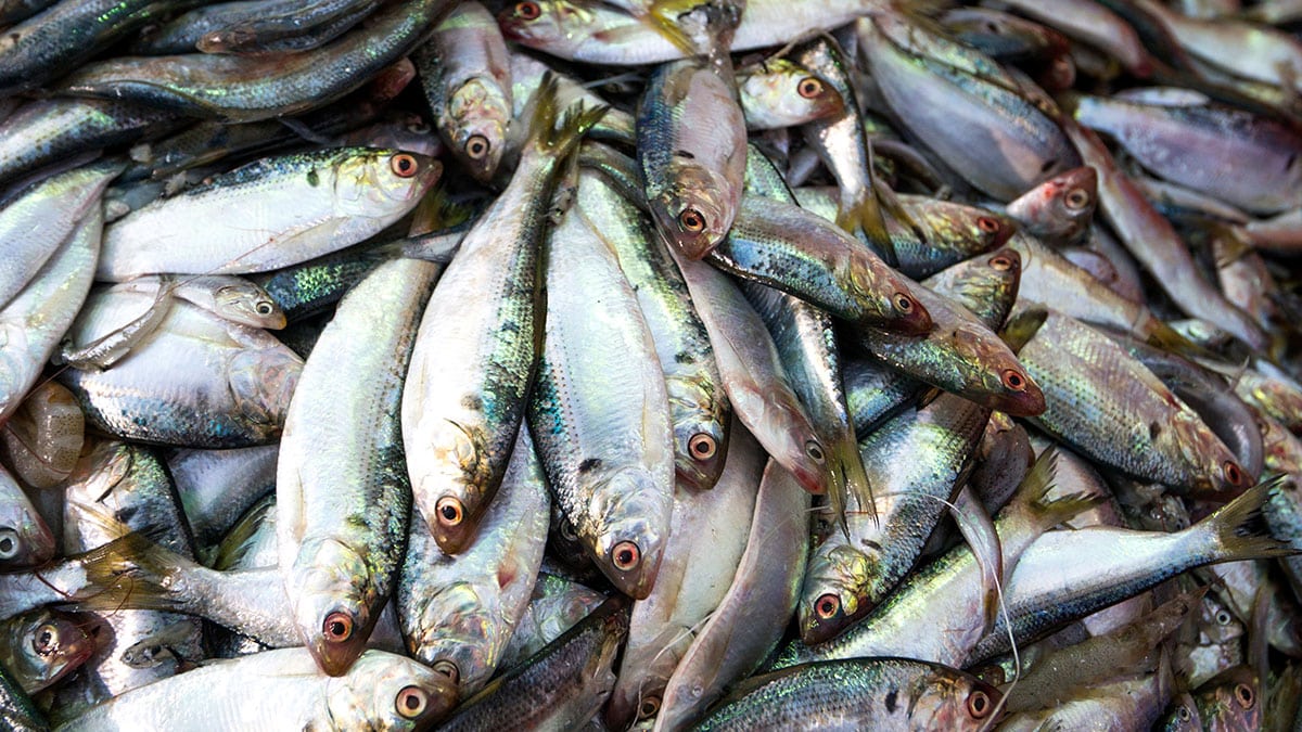 집 나간 며느리도 돌아온다던 ‘가을의 전설 전어’, 이제는 여름이 진짜 제철인 이유