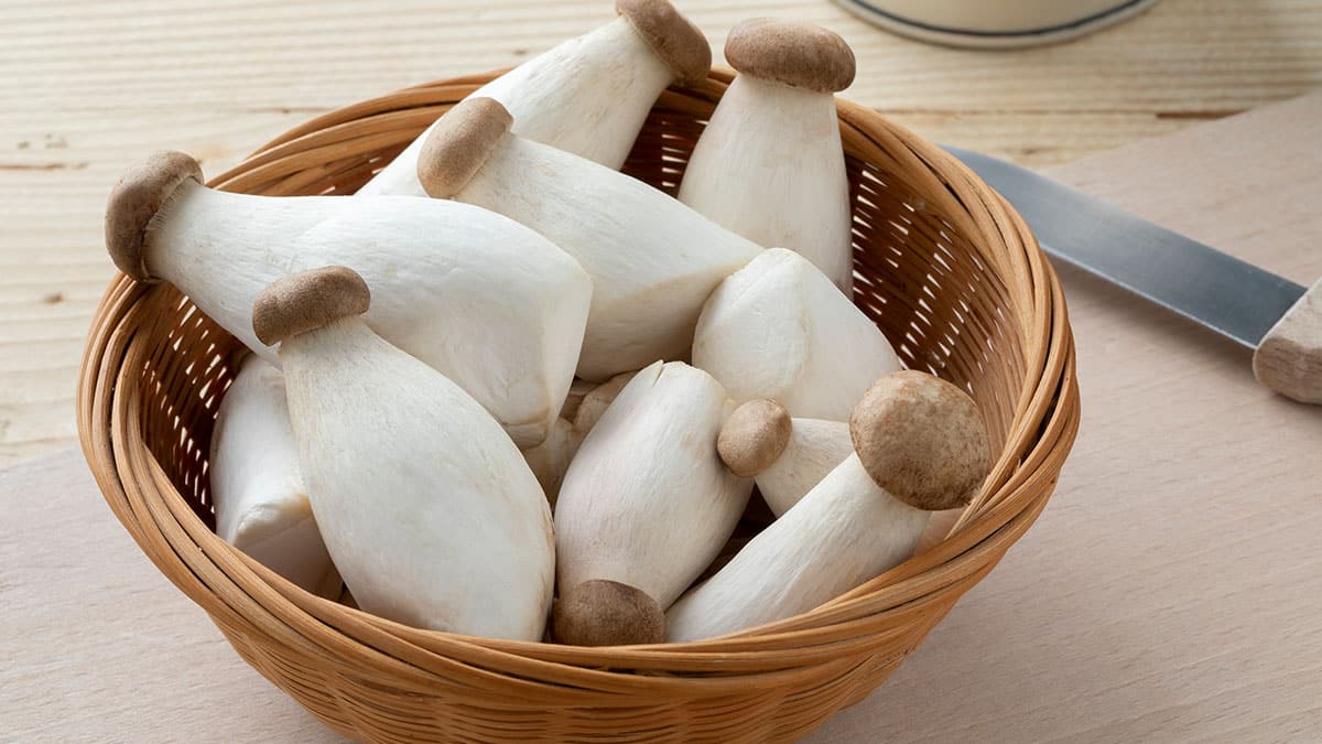 새송이버섯 새송이버섯