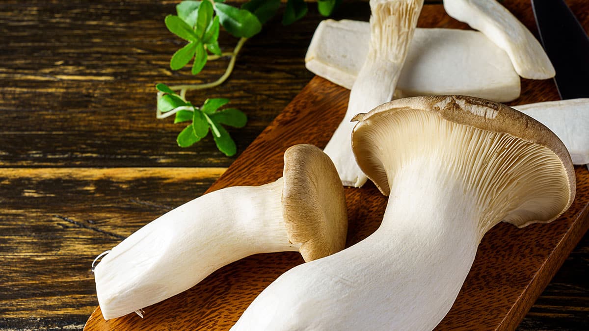 새송이버섯 새송이버섯