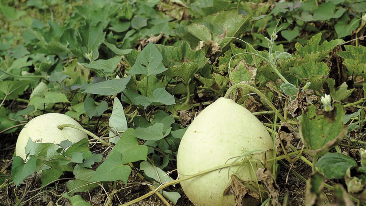 “흥부의 보물이자 여름 별미”… 칼륨 풍부한 저칼로리 채소 ‘박’의 재발견