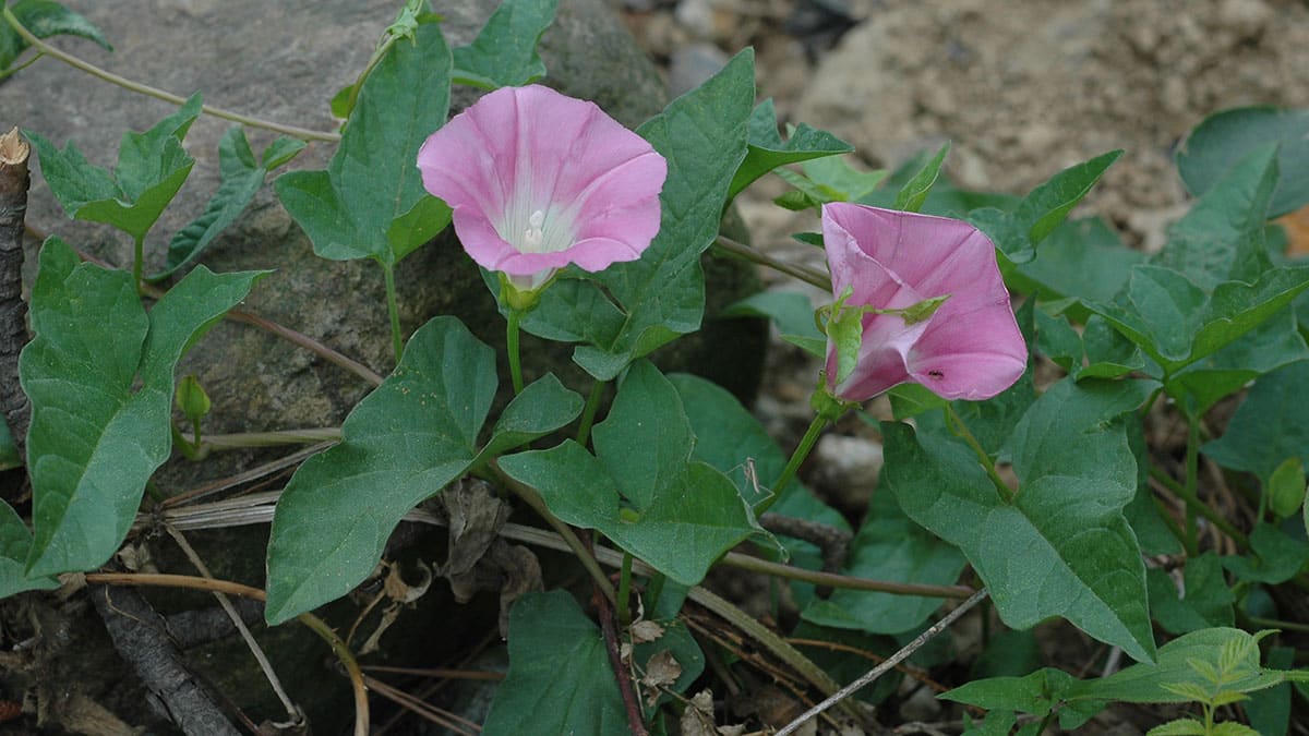 “들꽃인 줄 알았는데 별미”… 칼륨 풍부한 여름 나물 ‘메꽃순’의 재발견