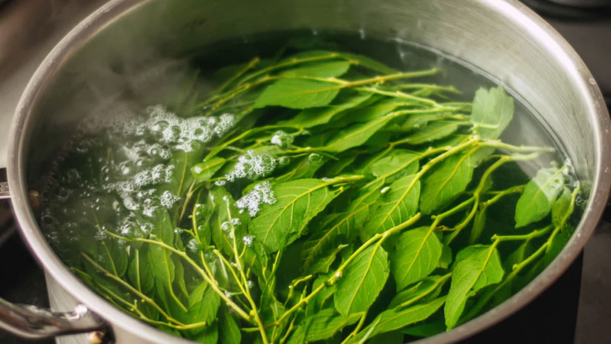 메꽃 순 메꽃 순