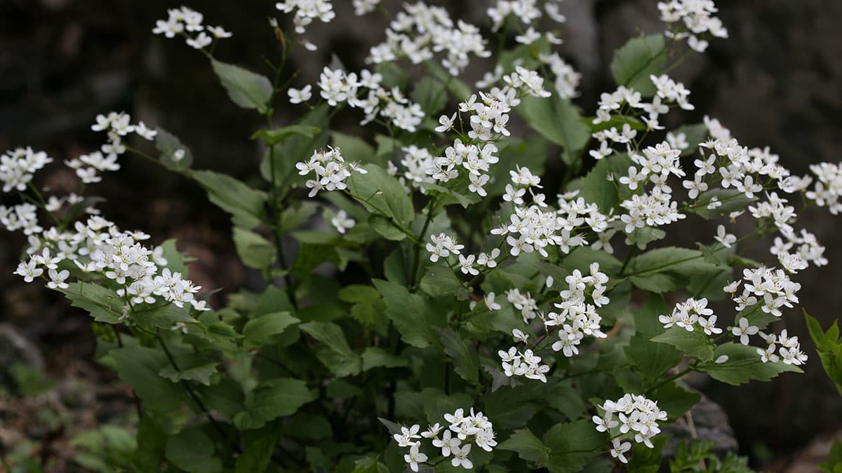 “산속의 와사비라 불린다”… 지친 여름 깨우는 는쟁이냉이의 항산화 효능