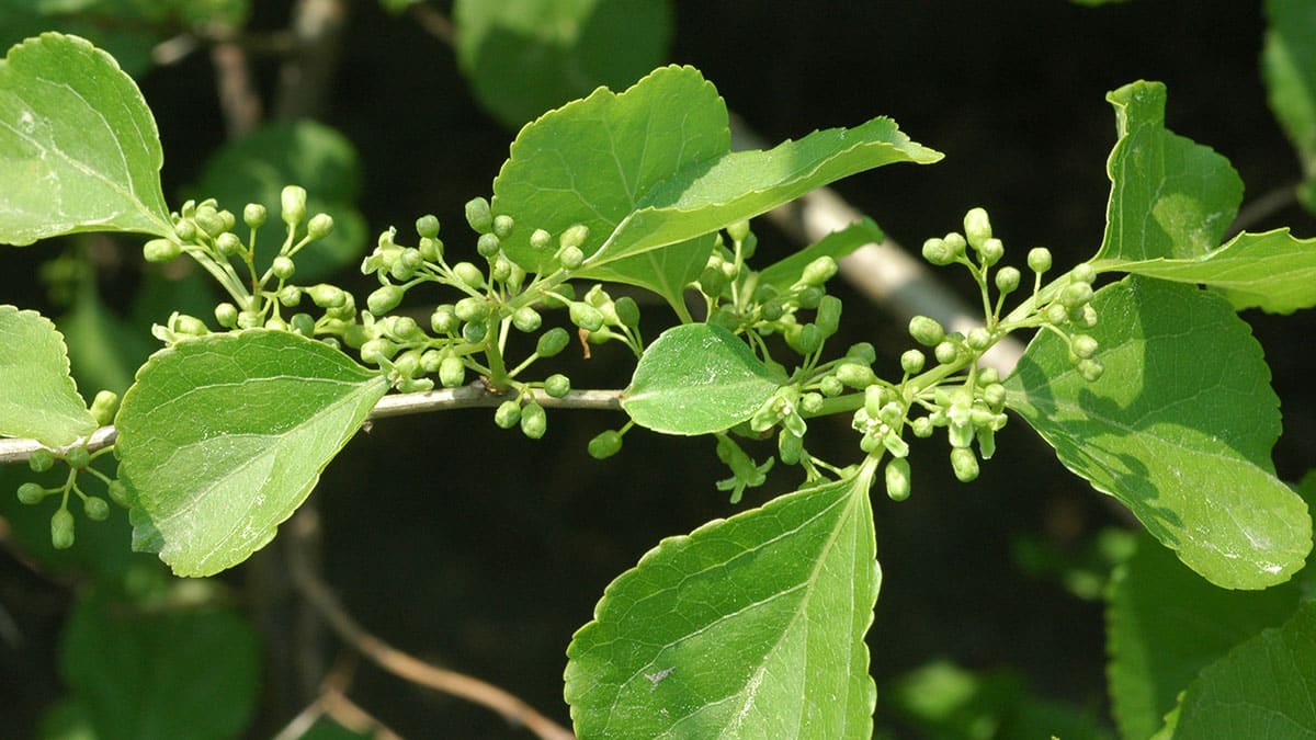 노박덩굴 노박덩굴