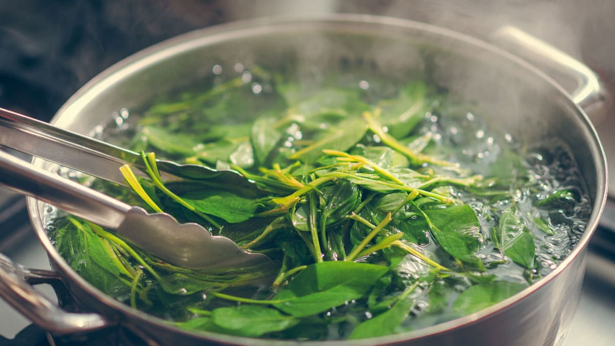 노박덩굴 노박덩굴