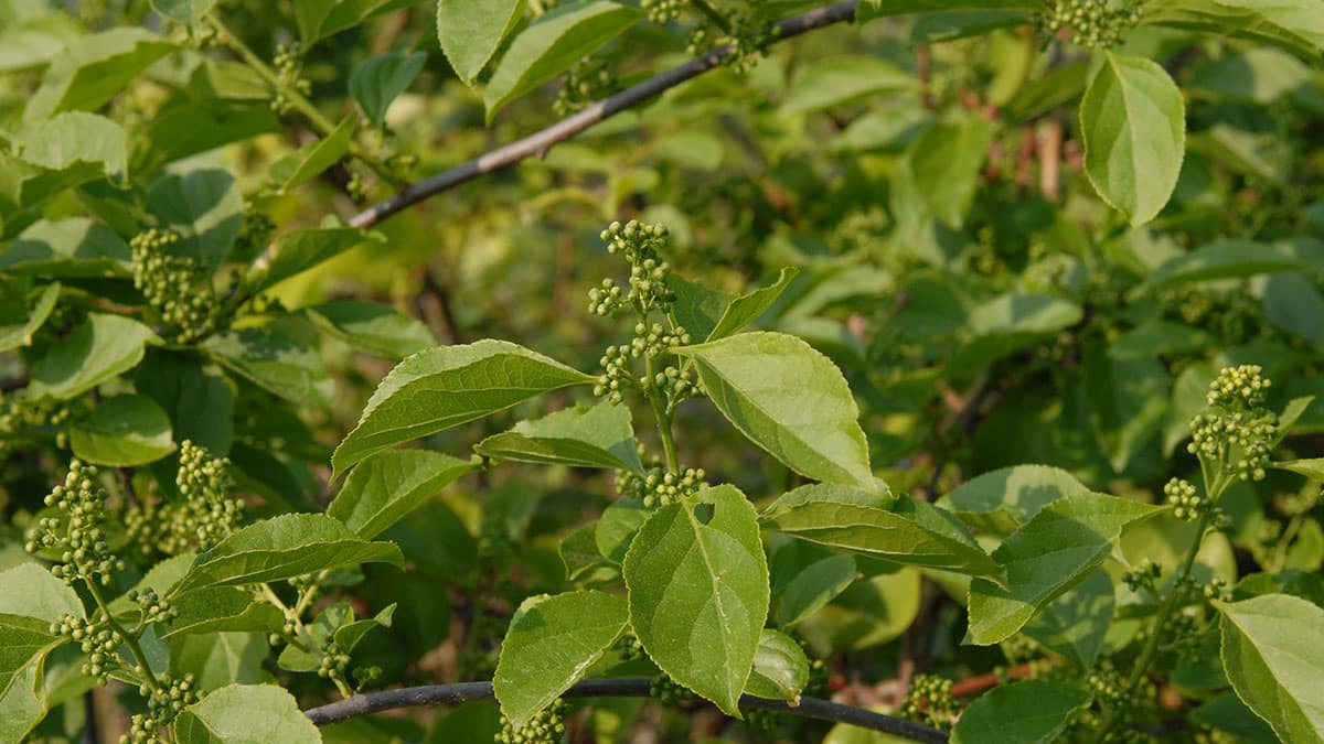 노박덩굴 노박덩굴