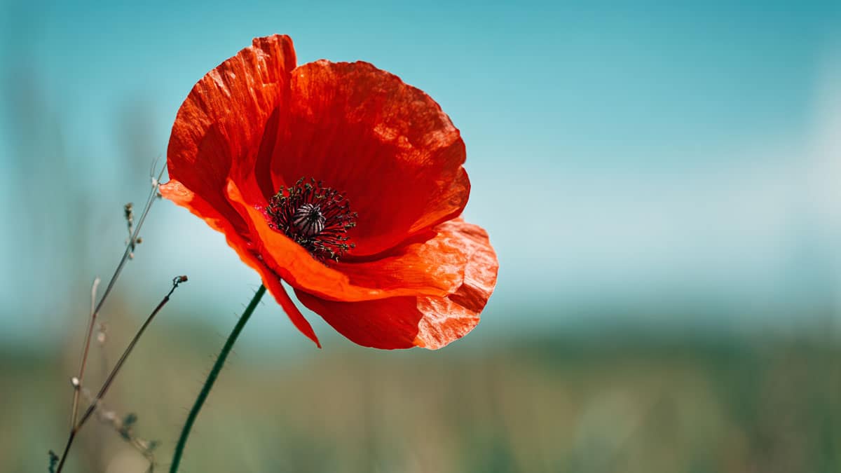 “꽃인 줄 알고 키웠다가 처벌”… 마약 원료 ‘양귀비’와 개양귀비 구별법