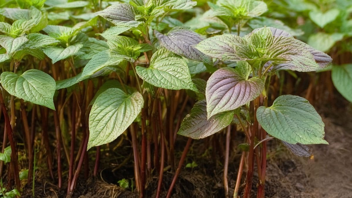 깻잎 깻잎