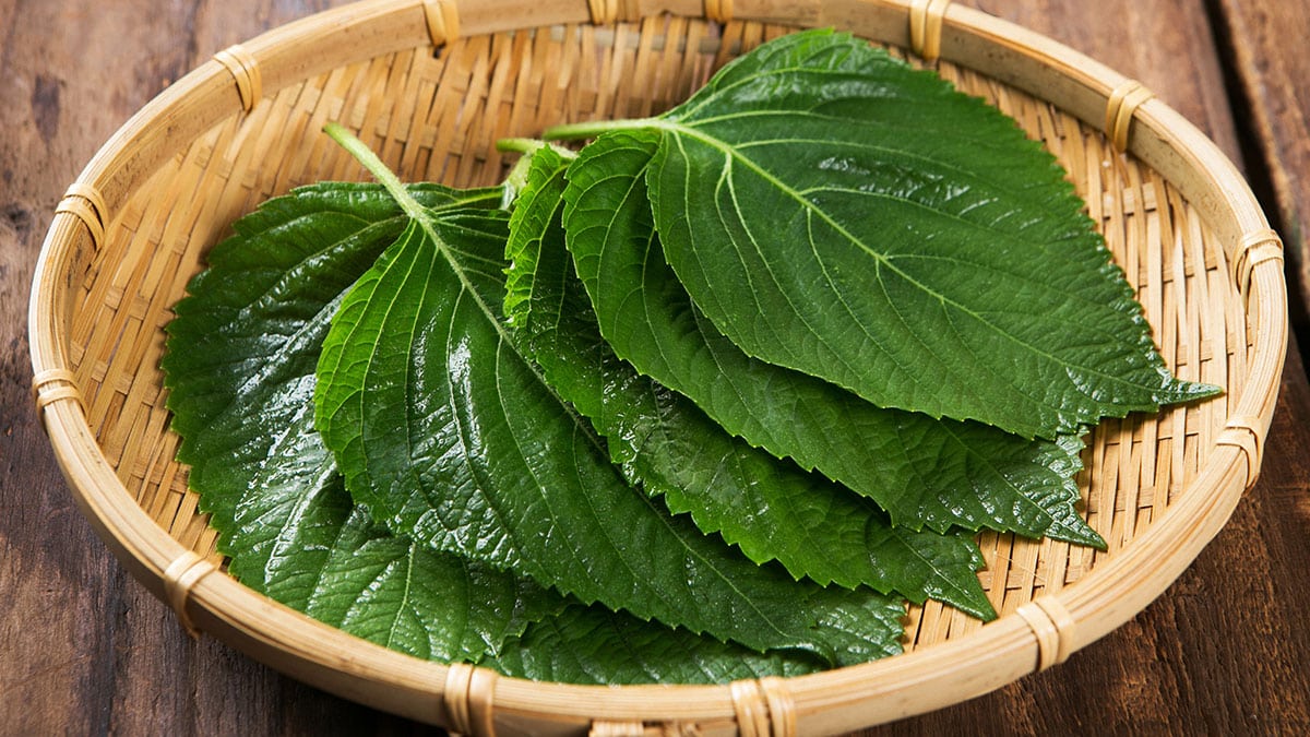 깻잎 깻잎