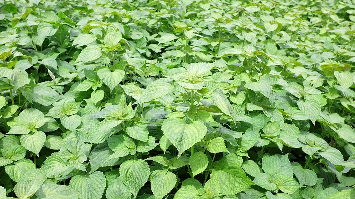 깻잎 깻잎