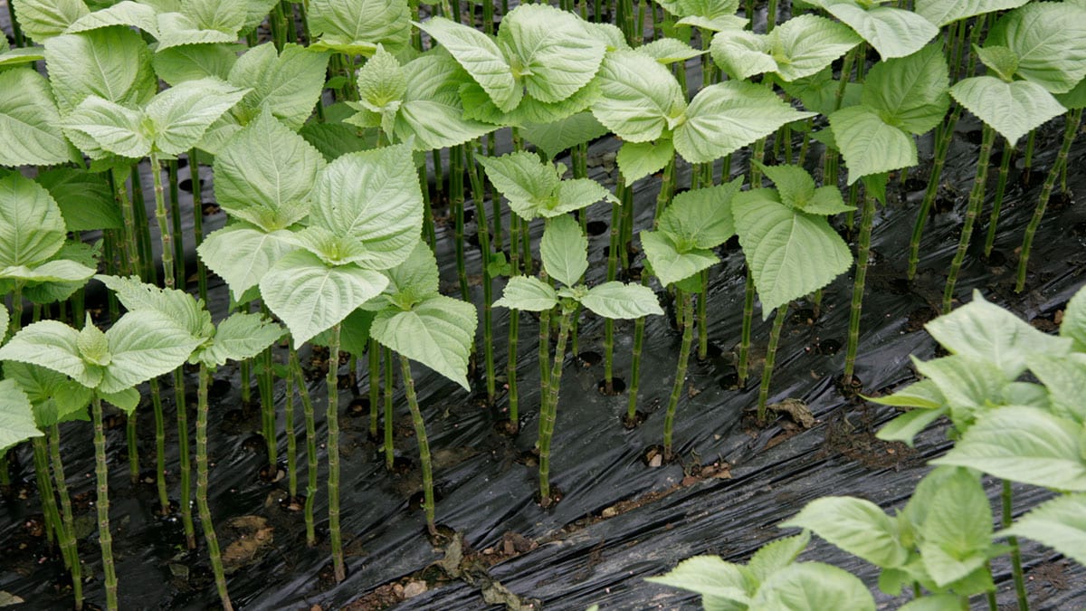 깻잎 깻잎