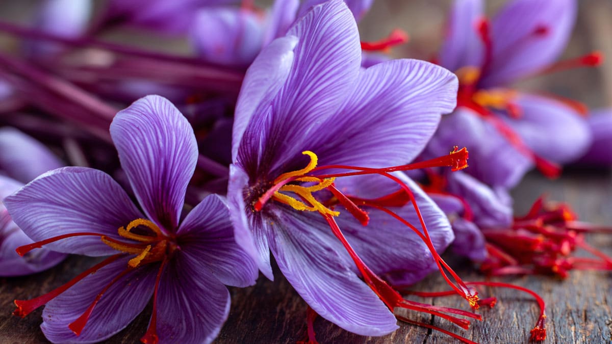 사프란 꽃 사프란 꽃