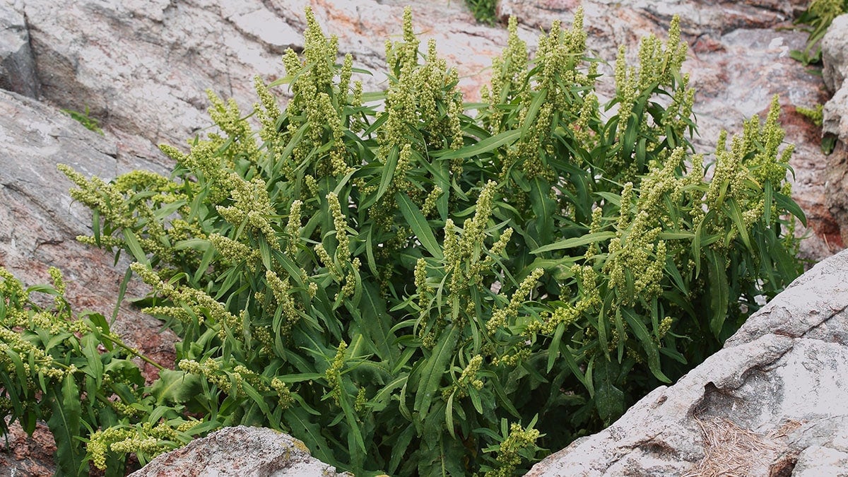 “소리 나는 나물의 반전”… 데쳐야만 먹을 수 있는 ‘소리쟁이’의 두 얼굴