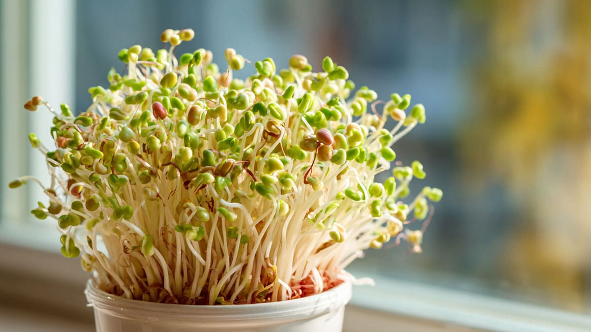 “콩나물보다 해독력은 높다”… 숙주나물이 여름철 밥상에 사랑받는 이유와 아삭함 지키는 법