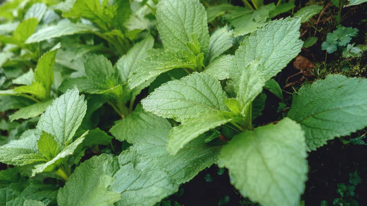 “깻잎이 미세먼지 잡는다”… 기관지 염증 2.8배 억제한 신품종 ‘숨들’